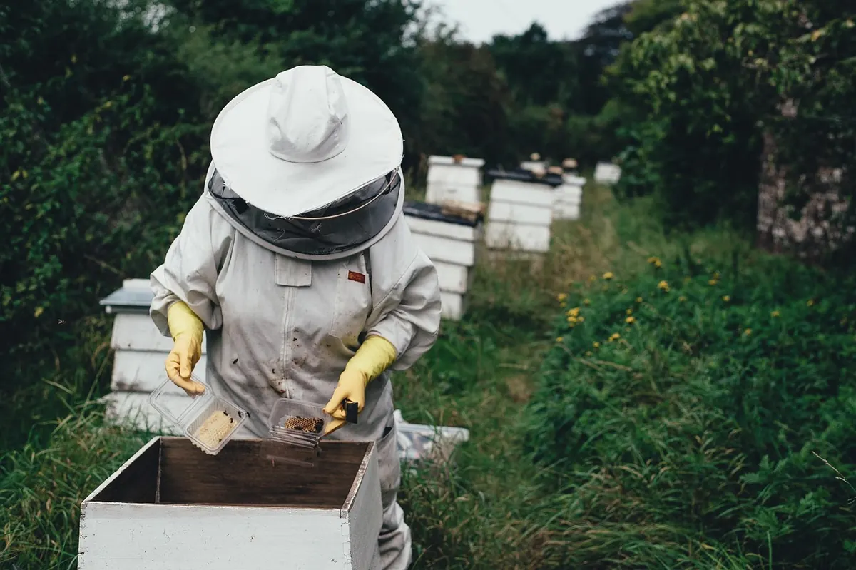 How to Harvest Honey Without Making a Sticky Mess: Equipment and Timing