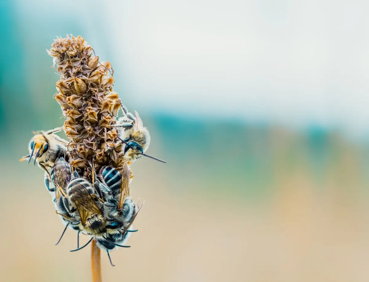 Swarm Season in the UK: How to Prevent, Catch and Rehome a Swarm